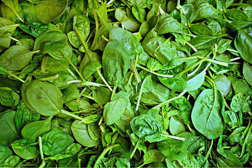 Heirloom Spinach Seeds
