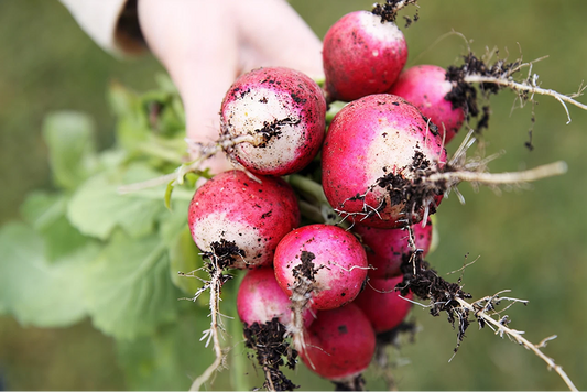 Heirloom Radish Seeds