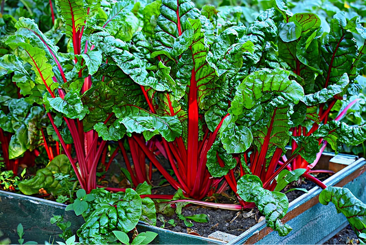 Heirloom Swiss Chard