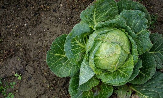 Featured image for What Every Survivalist Should Plant in Their Garden
