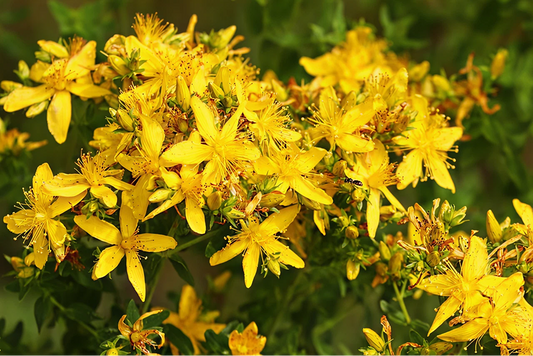 St. John’s Wort – Perennial