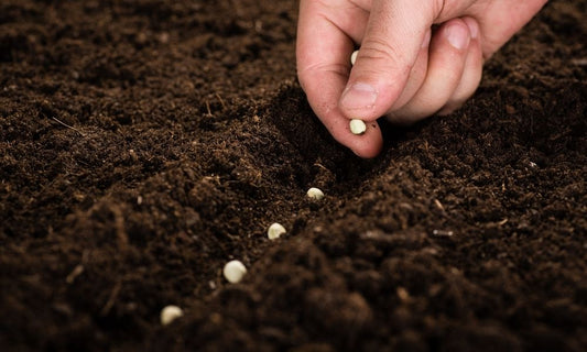 Featured image for 5 Tips for Preparing Your Garden for the Spring