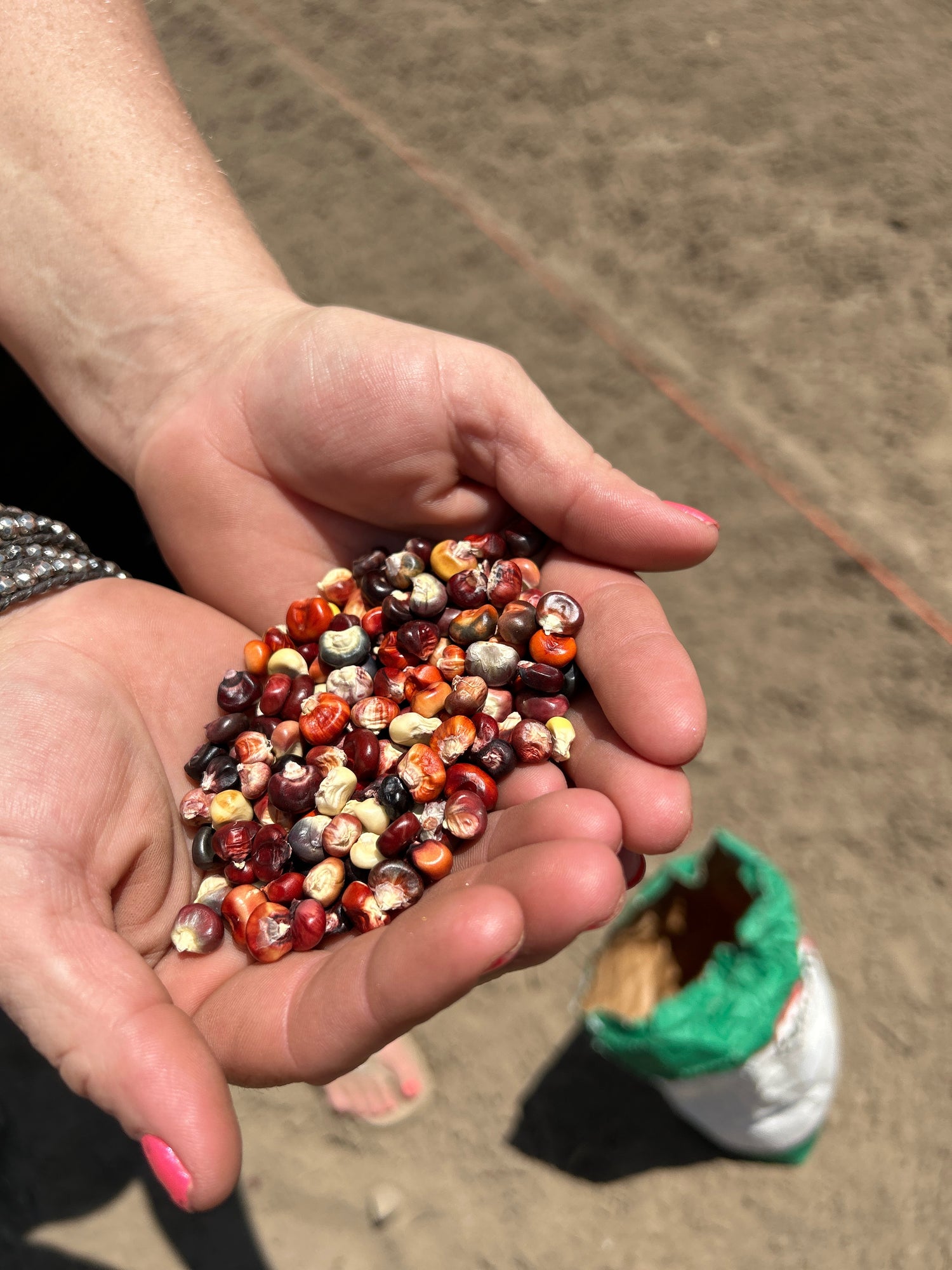 Hand holding multicolored corn kernels with a blurred background