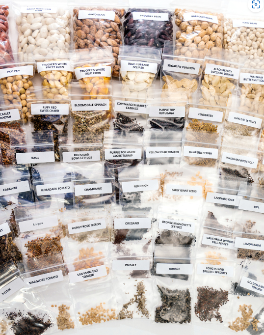 Assorted vegetable, herb, and legume seeds stored in labeled clear plastic bags, including beans, corn, tomatoes, lettuce, squash, peppers, herbs, and greens, neatly arranged on a flat surface.