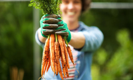 4 Easy Vegetables To Grow in Your Garden for Beginners
