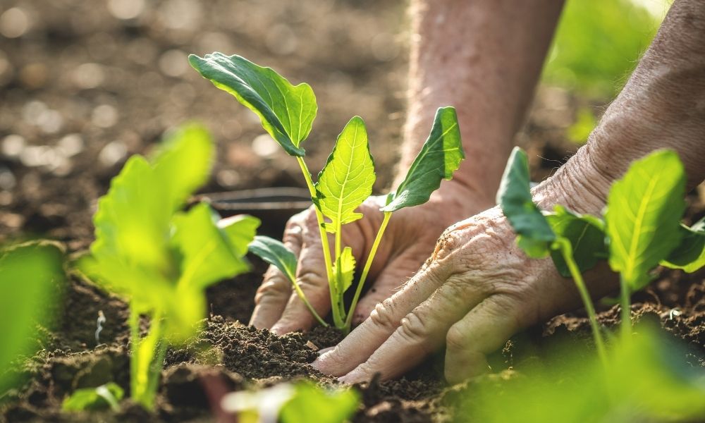 Featured image for 5 Pointers Gardening Beginners Need To Know