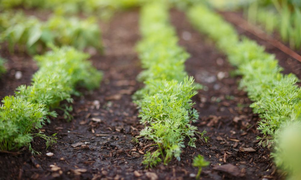 Featured image for What Is Companion Planting and Why Is It Important?