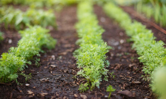 Featured image for What Is Companion Planting and Why Is It Important?