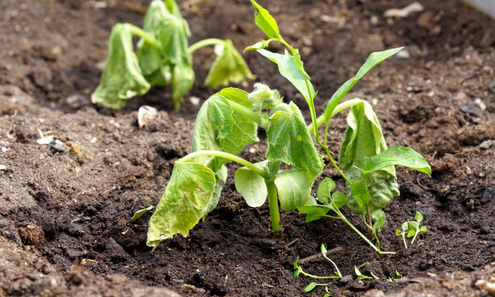 Featured image for Identifying and Managing Various Plant Diseases