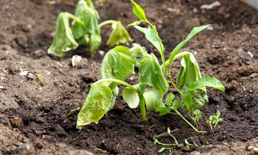 Featured image for Identifying and Managing Various Plant Diseases