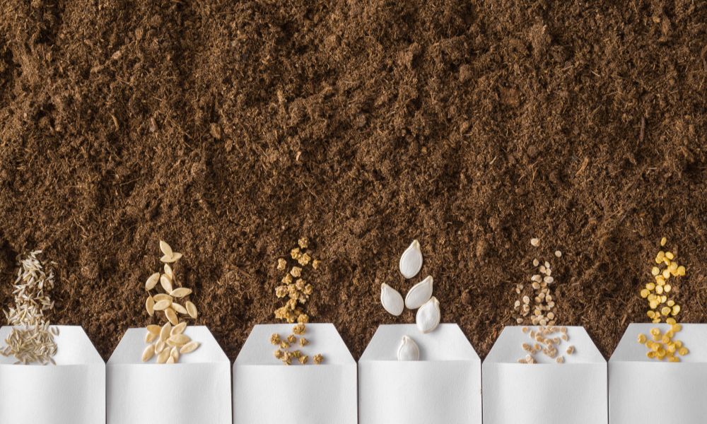 Featured image for 5 of the Best Vegetable Seeds To Plant This Spring