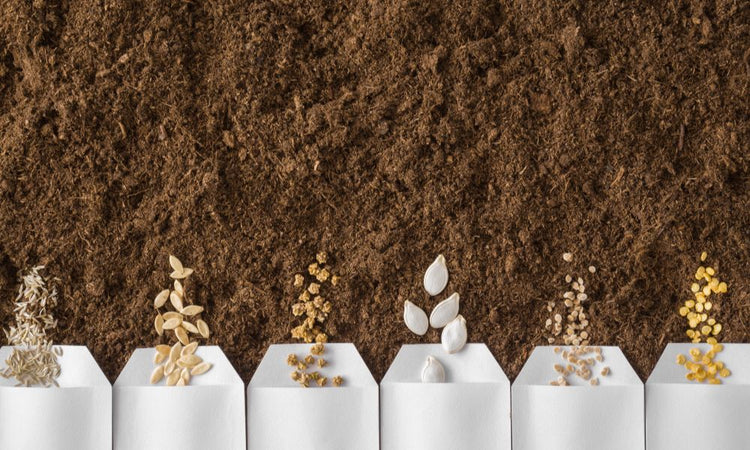 5 of the Best Vegetable Seeds To Plant This Spring – ARK Seed Kits