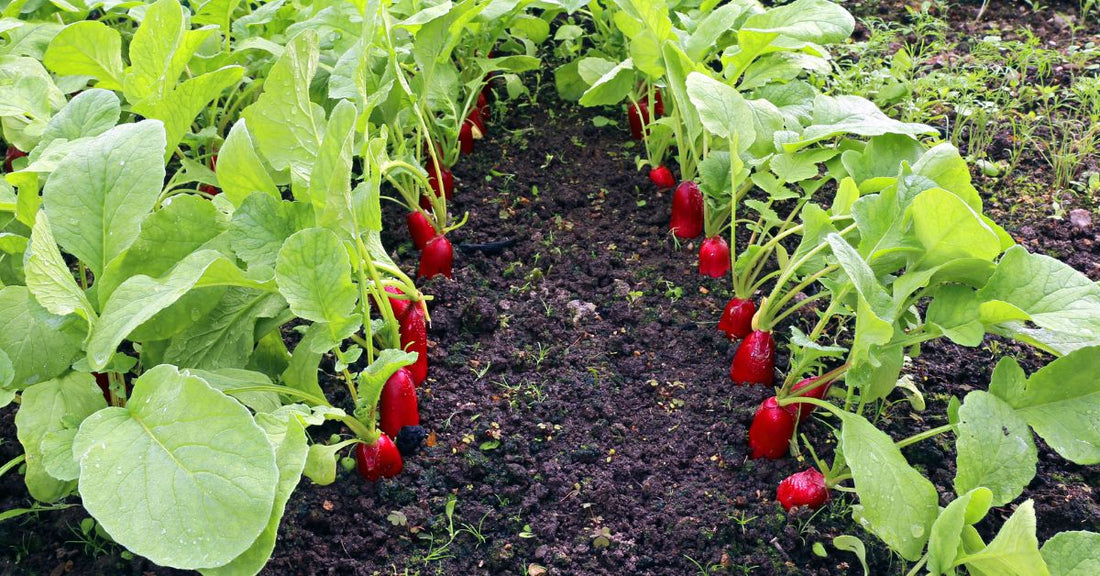 Organic Pest Control Solutions for Your Heirloom Plants