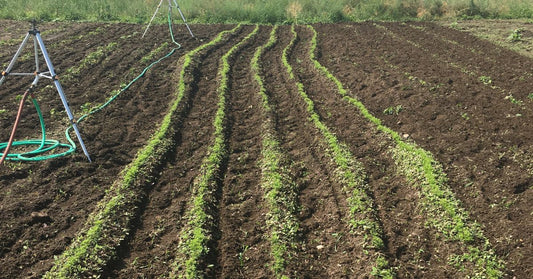 Featured image for The Best Heirloom Seeds To Plant in Limited Space