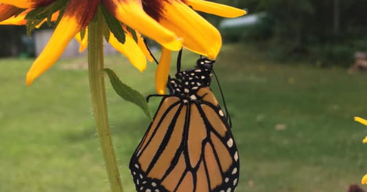 Create a Pollinator-Friendly Backyard With Heirloom Flowers