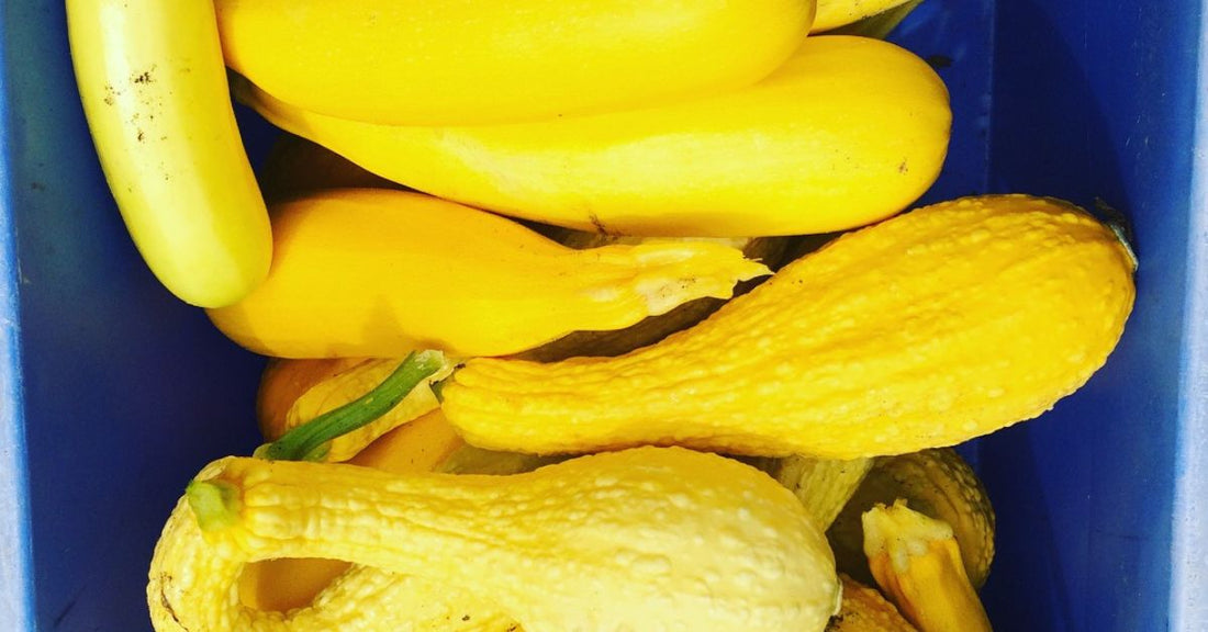 Varieties of Heirloom Squash To Plant in Your Garden