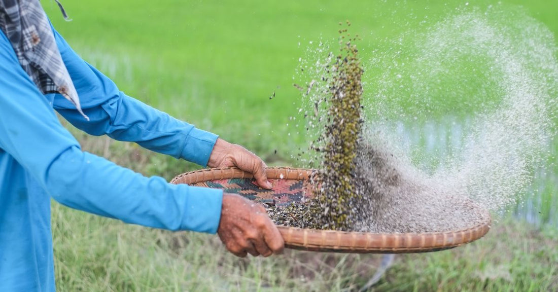 What You Need To Know About Winnowing Seeds