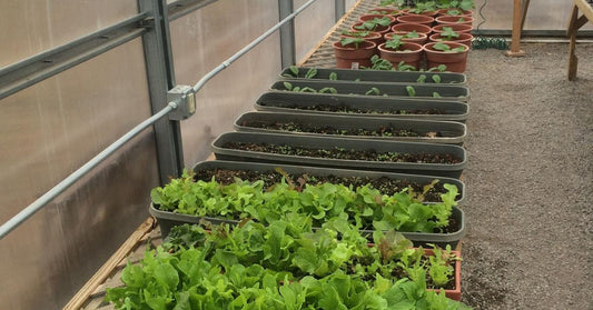 Helpful Tips for Maintaining Your Garden in the Winter