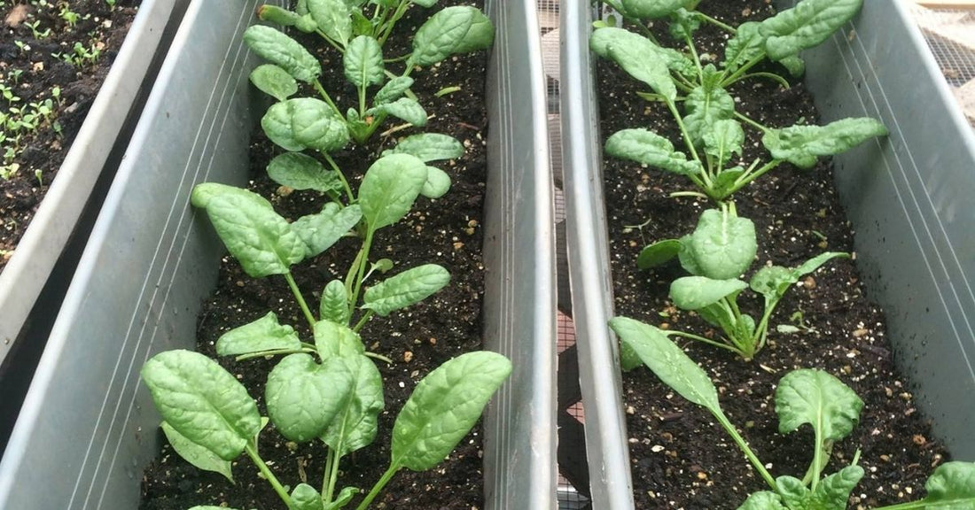 Illustration of Seed Starting And Transplanting For Green Walls Ideas