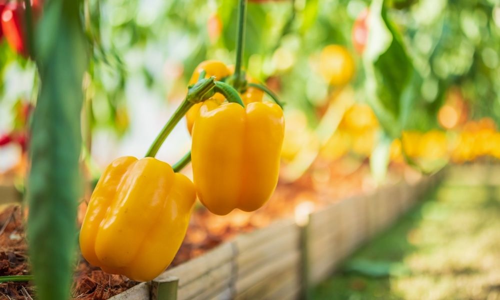 Featured image for Most Nutritious Fruits and Veggies You Can Grow at Home