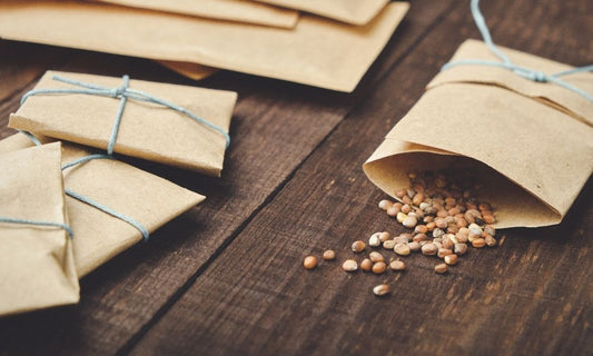Featured image for A Guide to Properly Storing Heirloom Seeds