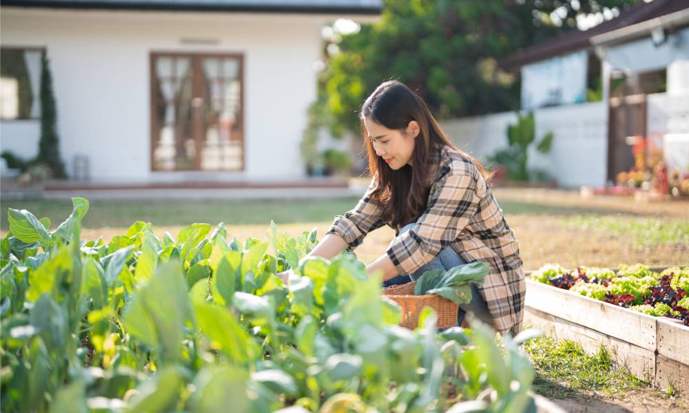 Featured image for Vegetables To Plant in the Summer for Fall Harvesting
