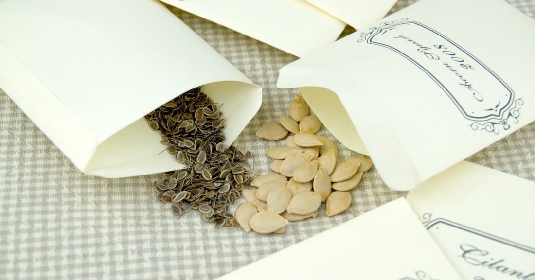 Featured image for A Beginner’s Guide to Heirloom Seed Saving Techniques