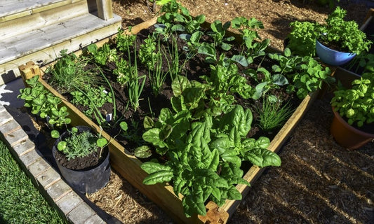 Featured image for Seed-Starting Tips to Help You Get Started on Your Garden