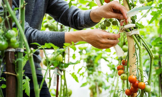 The Many Benefits of Growing Your Own Food