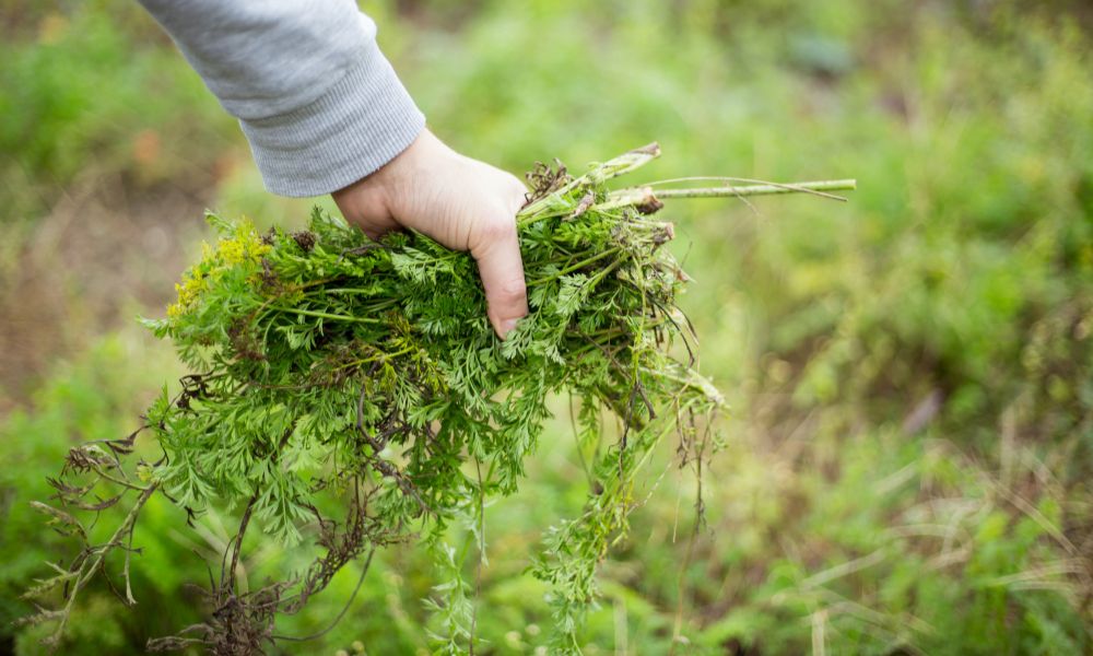 Ways To Prepare Your Garden for the Winter