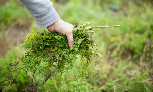 Ways To Prepare Your Garden for the Winter