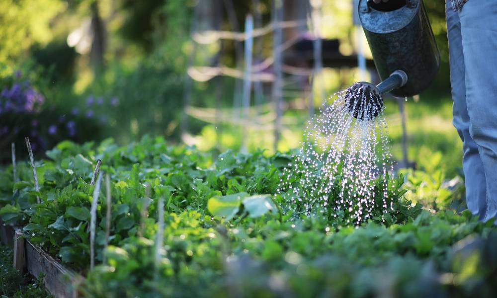 Featured image for Tips for Gardening While Conserving Water