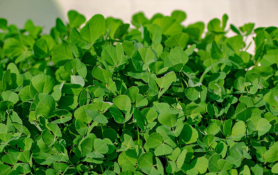 Heirloom Fenugreek – Annual